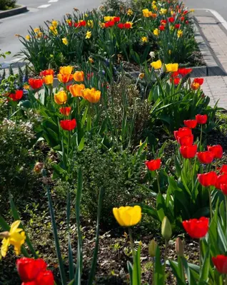 Ein Garten an der Unterkunft Ferienwohnung Unter dem Schwalbennest