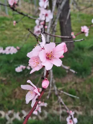 Ein Garten an der Unterkunft Haus Mittendrin