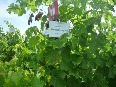 Ein Garten an der Unterkunft biozertifiziertes Hotel Höpfigheimer Hof mit Wein-Shop