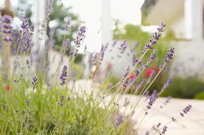 Ein Garten an der Unterkunft Naturhotel Rügers Forstgut
