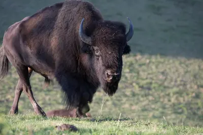 Tiere im Hotel oder in der Nähe