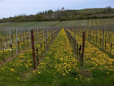 Grundriss der Unterkunft Wein-Domizil Brennofen