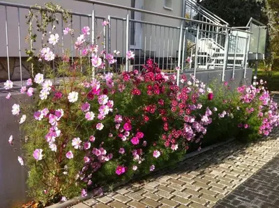 Ein Garten an der Unterkunft Ferienwohnungen Haus Sauer