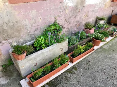 Ein Garten an der Unterkunft Villa Kerzenheimer Tor