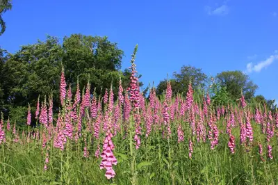 Ein Garten an der Unterkunft Ferienwohnung Drehwald
