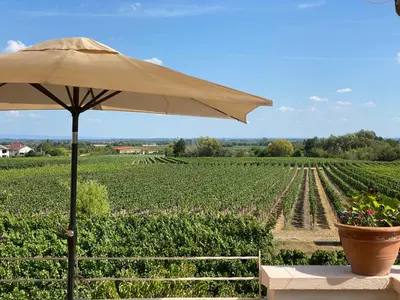 Ein Garten an der Unterkunft Ferienwohnung Rebenmeer