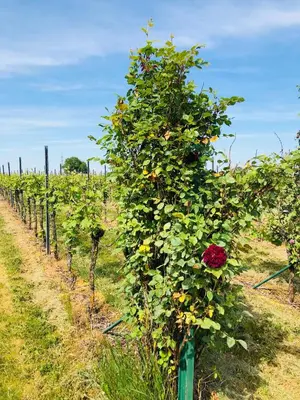 Ein Garten an der Unterkunft Ferienwohnung Feldmann