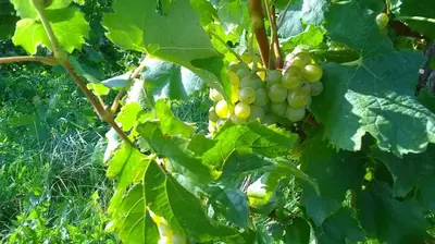 Ein Garten an der Unterkunft Ferienwohnung in Hahnheim, Rheinhessen