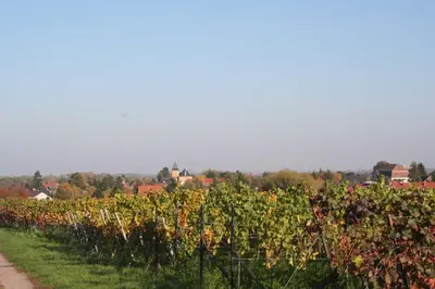 Ein Garten an der Unterkunft Ferienwohnung Spatzennest in Edesheim