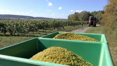 Grundriss der Unterkunft Winzerhof Spengler