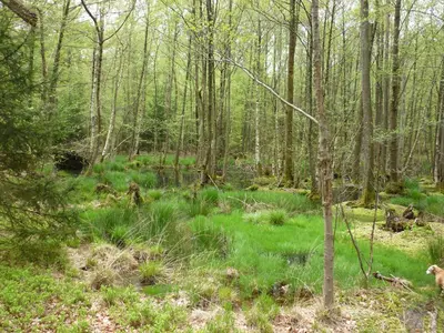 Naturlandschaft in der Nähe der Ferienwohnung