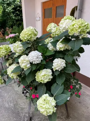 Ein Garten an der Unterkunft Haus am Kastanienwald