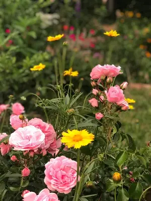 Ein Garten an der Unterkunft Apartment mit Ausblick - Wörth