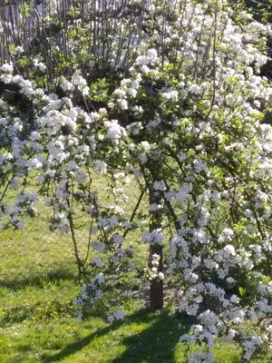 Ein Garten an der Unterkunft Ferienwohnung Stockemer Häcke
