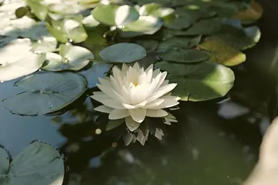 Ein Garten an der Unterkunft Römerklause