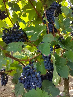 Ein Garten an der Unterkunft Weingut & Gästehaus Nagel