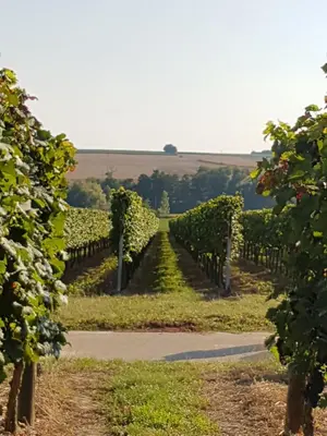 Ein Garten an der Unterkunft Weingut & Gästehaus Nagel