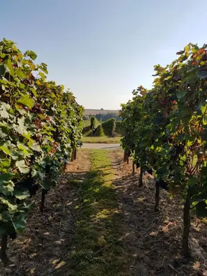Ein Garten an der Unterkunft Weingut & Gästehaus Nagel