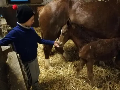 Tiere in der Ferienwohnung oder in der Nähe