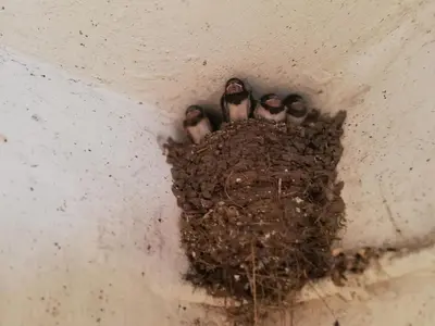 Tiere in der Ferienwohnung oder in der Nähe
