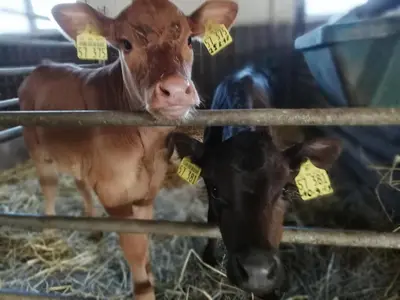 Tiere in der Ferienwohnung oder in der Nähe