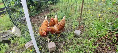 Tiere in der Ferienwohnung oder in der Nähe