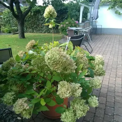 Ferienwohnung Kirschblüte