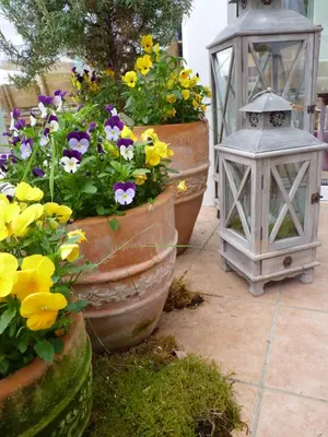 Ein Garten an der Unterkunft Pension Bergterrasse