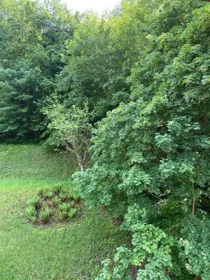Ein Garten an der Unterkunft Großherzögliches Jägerhaus