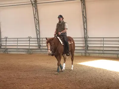 Tiere in der Ferienwohnung oder in der Nähe