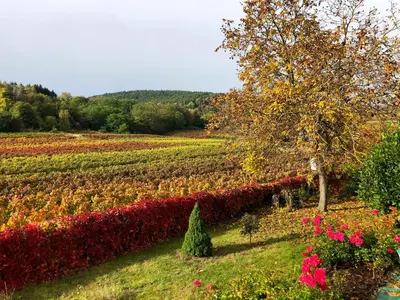 Ein Garten an der Unterkunft Apartment Am Weinberg by Interhome
