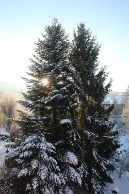 FeWo - Wohlfühlambiente & Gartenparadies im Winter
