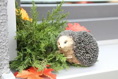 Tiere in der Ferienwohnung oder in der Nähe