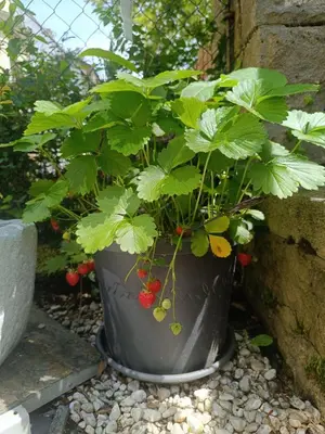 Ein Garten an der Unterkunft Ferienwohnung Forest & Wein