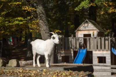 Tiere im Hotel oder in der Nähe