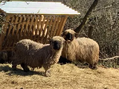 Tiere in der Ferienwohnung oder in der Nähe