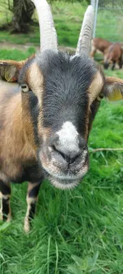 Tiere in der Ferienwohnung oder in der Nähe