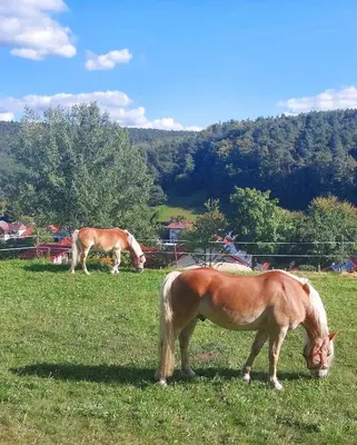 Tiere im Ferienhaus oder in der Nähe
