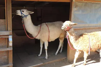 Tiere im Hotel oder in der Nähe