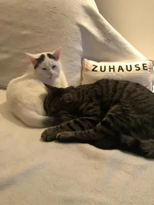 Haustiere von Gästen der Unterkunft Stilvoll Urlaub machen!