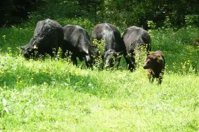 Tiere im Hotel oder in der Nähe