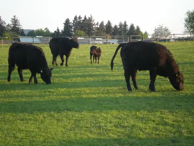 Tiere in der Pension oder in der Nähe