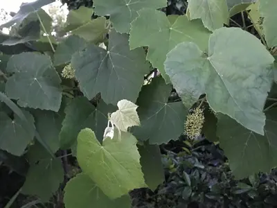 Ein Garten an der Unterkunft Ferienhaus Riesling