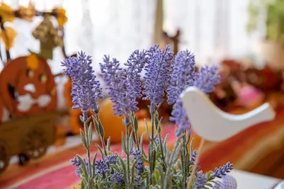 Ein Garten an der Unterkunft Hotel Mainperle