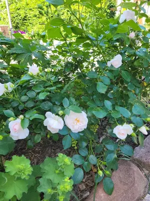 Ein Garten an der Unterkunft FeWo am Neckarsteig mit Anbindung an Heidelberg