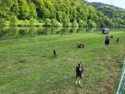 Tiere in der Ferienwohnung oder in der Nähe