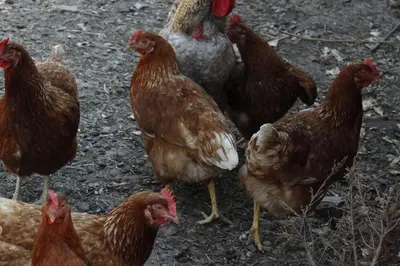 Tiere in der Pension oder in der Nähe