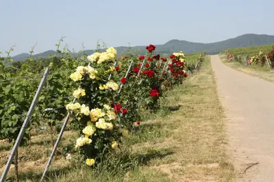 Naturlandschaft in der Nähe des Ferienhauses