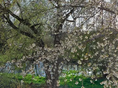 Ein Garten an der Unterkunft Landpartie