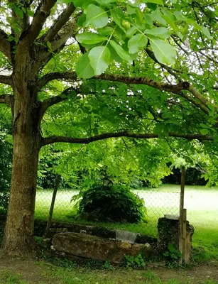 Ein Garten an der Unterkunft Gästehaus Reßler